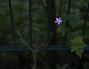 Small flower in the park