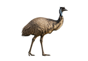 Large flightless Australian emu with shaggy brown-beige feathers and long dark neck walking in profile, isolated on a bright transparent studio background with ample copy space, concept of wildlife