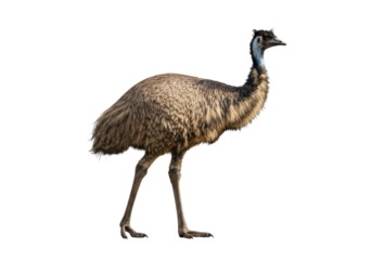 Large flightless Australian emu with shaggy brown-beige feathers and long dark neck walking in profile, isolated on a bright transparent studio background with ample copy space, concept of wildlife