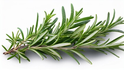 Fototapeta premium a sprig of wild rosemary with delicate green leaves isolated on a transparent background png file