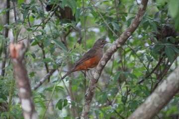 ave - sabiá laranjeira - Turdus rufiventris	