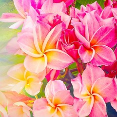 frangipani plumeria flowers