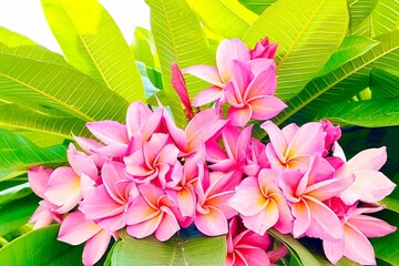 pink and white flowers