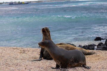 Obraz premium Baby sea lions at the beach at the Galapagos Islands