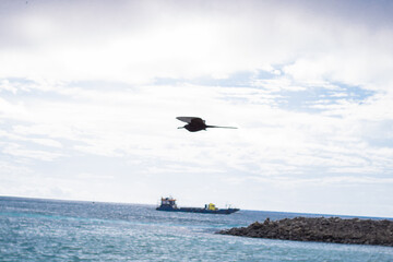 Frigatebird in Flight Over Ocean At the Galapagos Island
