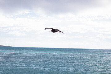 Frigatebird in Flight Over Ocean At the Galapagos Island
