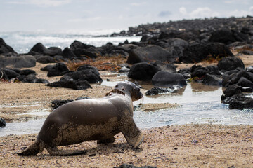 Baby sea lions at the beach at the Galapagos Islands