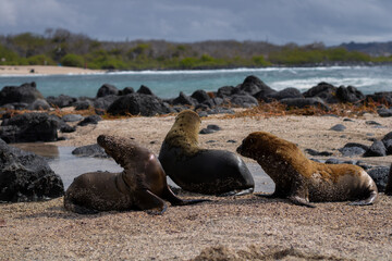 Baby sea lions at the beach at the Galapagos Islands