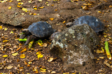 Big Galapagos Turtle at a Galapagos National Park