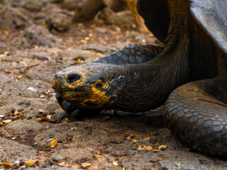 Big Galapagos Turtle at a Galapagos National Park