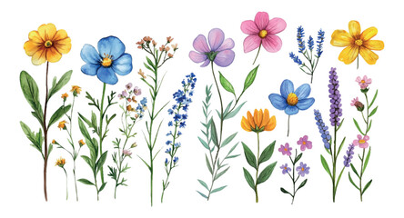 Watercolor set of botanical wildflowers and meadow flowers. Flowers and plants of aol,meadow,garden etc. Watercolor wildflowers. Vector illustration.