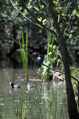 Bird perched on a branch near still water surrounded by lush vegetation in a tranquil natural...