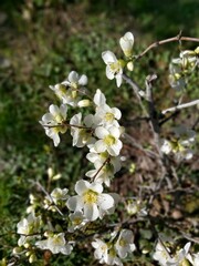 Spring cherry blossom