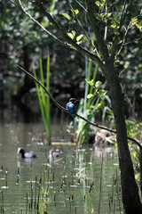 Bird perched on a branch near still water surrounded by lush vegetation in a tranquil natural...