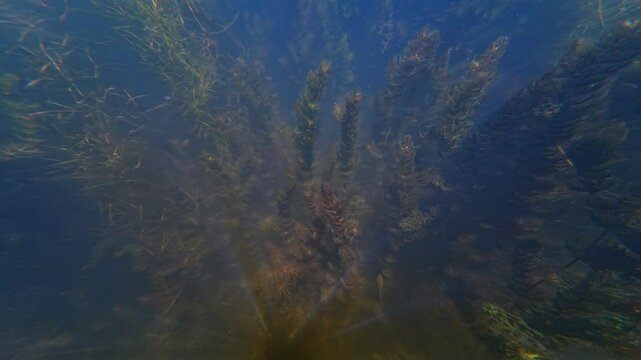 hair algae, hornwort and sago pondweed aquatic plant, blossom vegetation in freshwater pond, dwarf fish fry in sunny backlight, murky water basin ecosystem, surface reflection, river in Vinnytsia