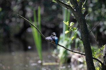 Obraz premium Bird perched on a branch near still water surrounded by lush vegetation in a tranquil natural setting