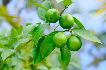 close up of limes on a tree
