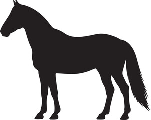 Giara horse in silhouette pure white background. 