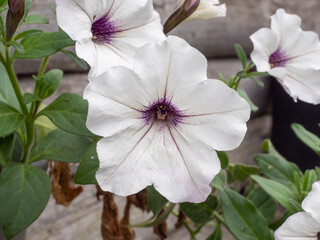 Delicate white petunia flower with purple accents, showcasing elegance in nature
