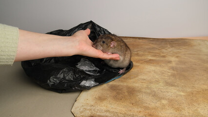 Gray, brown rat in a black garbage bag.
