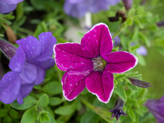 Vibrant petunia flower in shades of purple and pink with water droplets