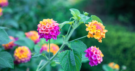 Vibrant clusters of colorful flowers blooming in a lush garden with green foliage surrounding