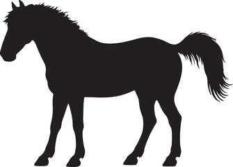 Heck horse in silhouette pure white background. 