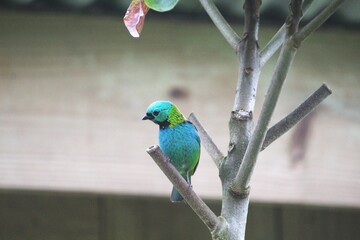 ave saíra sete cores - Tangara seledon	