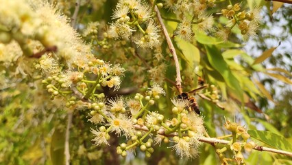 Honey bee collecting juice frome Blackberry tree flowers