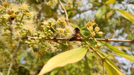 Honey bee collecting juice frome Blackberry tree flowers