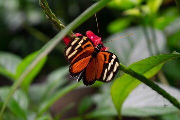 Tigerwing Butterfly