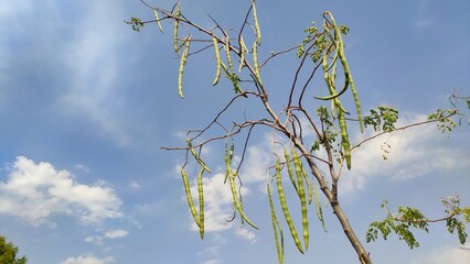Moringa Oleifera pods on the tree, moringa drumstick on the tree with blue sky