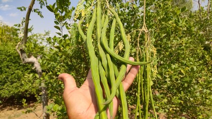 Moringa Oleifera pods in the hand, moringa drumstick close up view