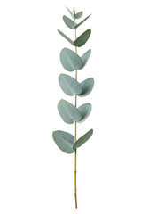 A single, perfectly formed, vibrant eucalyptus branch with rounded, waxy bluish-green leaves and a smooth stem, ultra photorealistic on a transparent seamless background, botanical study concept of