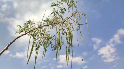 Moringa Oleifera pods on the tree, moringa drumstick on the tree with blue sky