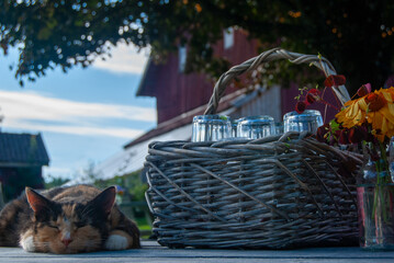 Tranquil garden scene with a sleeping cat, basket of glasses, and flowers. Perfect for themes of...