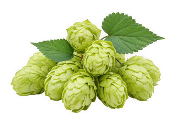 Fresh green hops with leaves isolated on transparent background