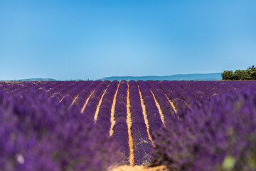 Provenza