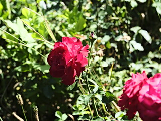 valentine rose and the green background