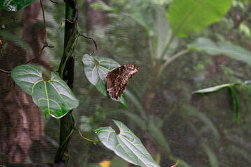 Blue Morpho Butterfly
