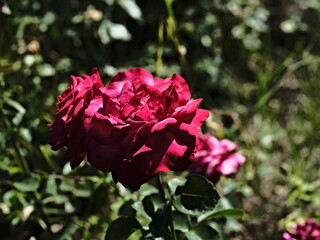 valentine rose and the green background