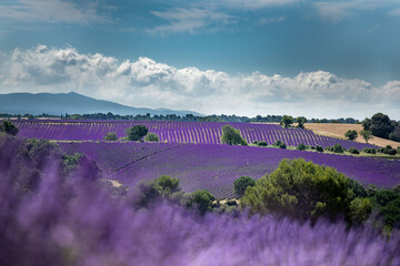 Provenza