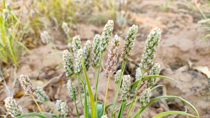 Ripping plant of Plantago Ovata crop field, Isabgol ripping plant