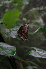 Blue Morpho Butterfly
