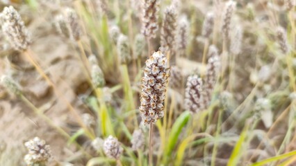 Ripped field of Plantago Ovata crop field, Isabgol ripped field