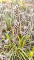 Ripped field of Plantago Ovata crop field, Isabgol ripped field