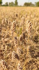 Ripped field of Plantago Ovata crop field, Isabgol ripped field