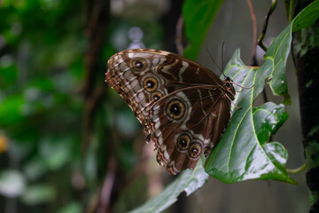 Blue Morpho Butterfly
