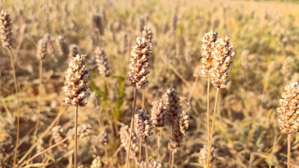 Ripped field of Plantago Ovata crop field, Isabgol ripped field