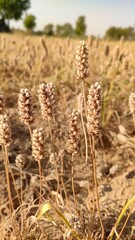 Ripped field of Plantago Ovata crop field, Isabgol ripped field